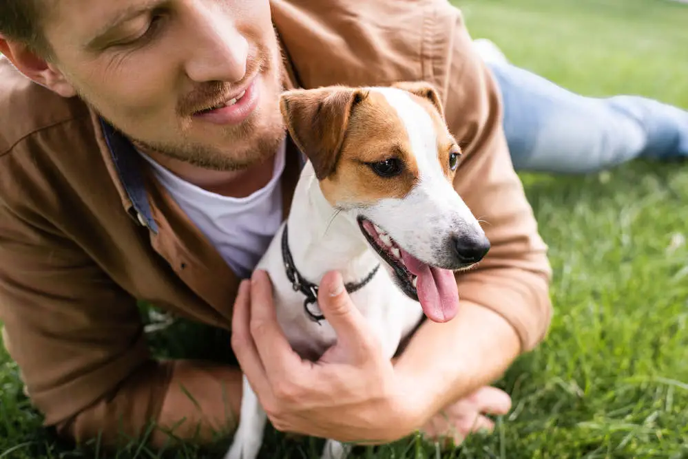 Jack Russell playing with owner