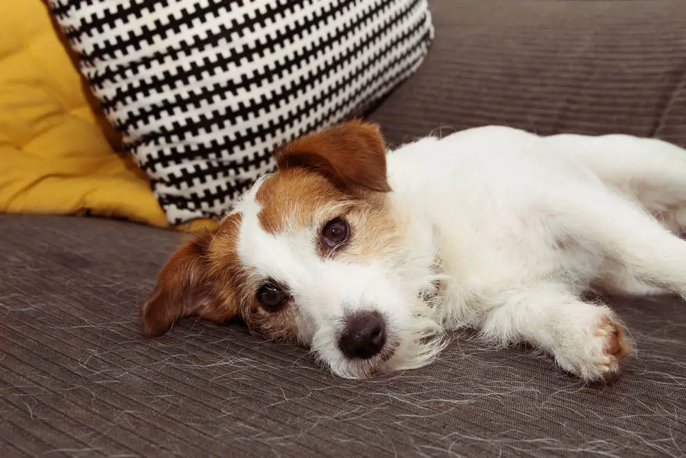 Jack Russell shedding on couch