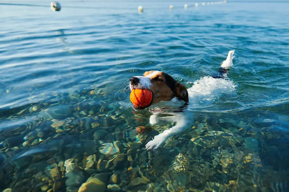 Jack Russell swimming