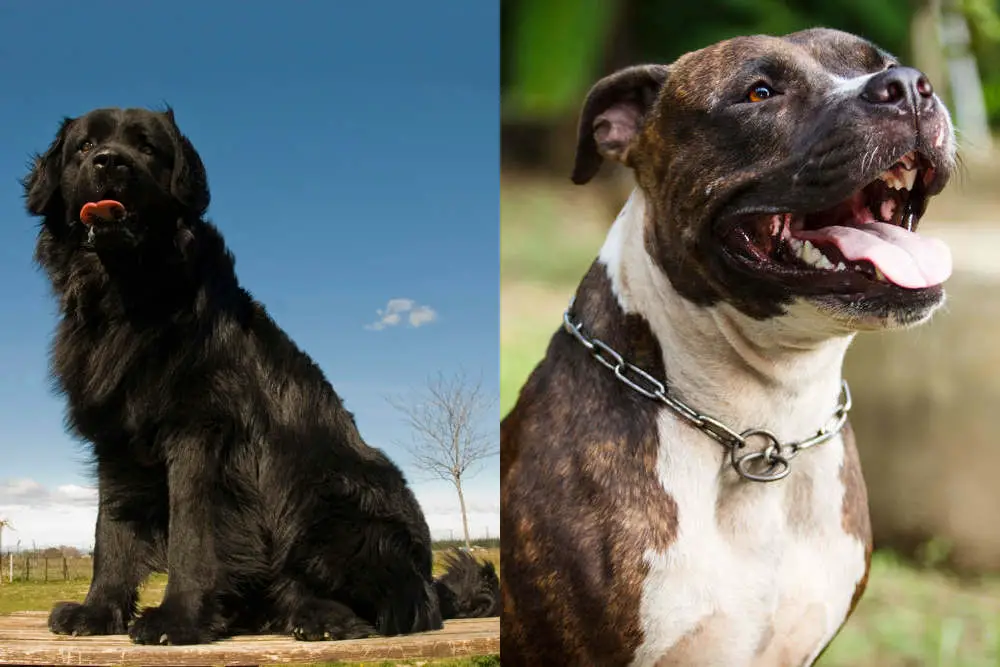 Newfoundland and Pitbull side by side