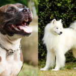 Samoyed and Pitbull side by side