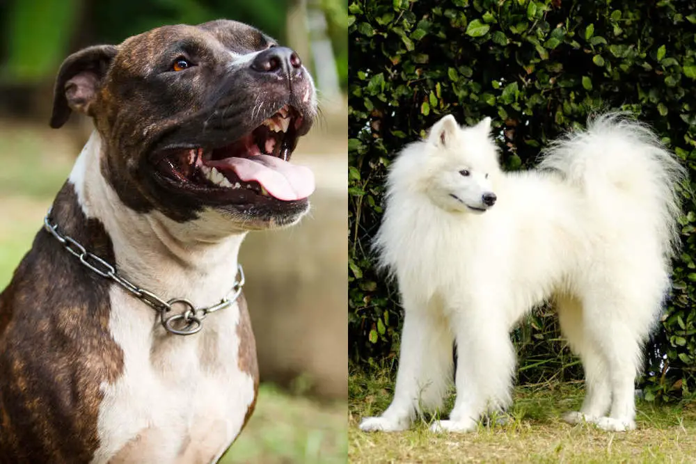 Samoyed and Pitbull side by side