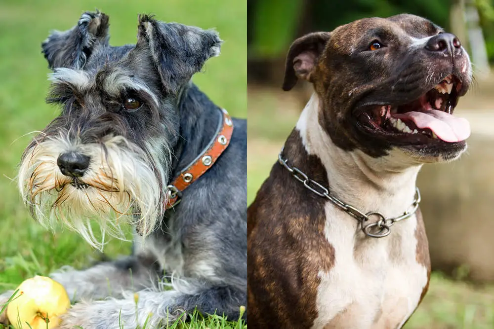 Schnauzer and Pitbull side by side