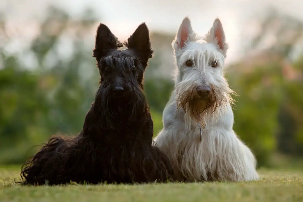 Black and White Scotties side by side