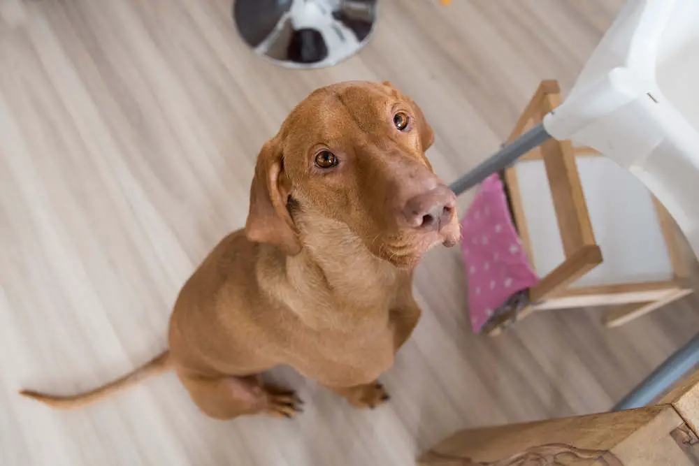 Vizsla waiting for dog food