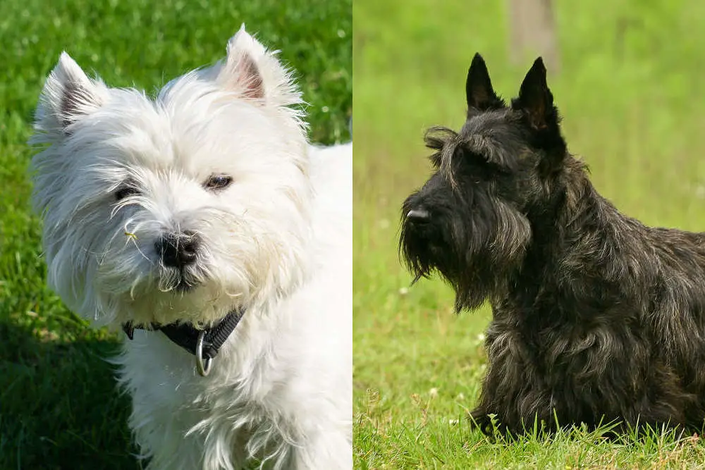 Westie vs Scottie