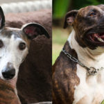 Whippet Pitbull Mix Breed Info and Facts