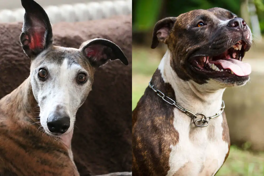 Whippet and Pitbull side by side