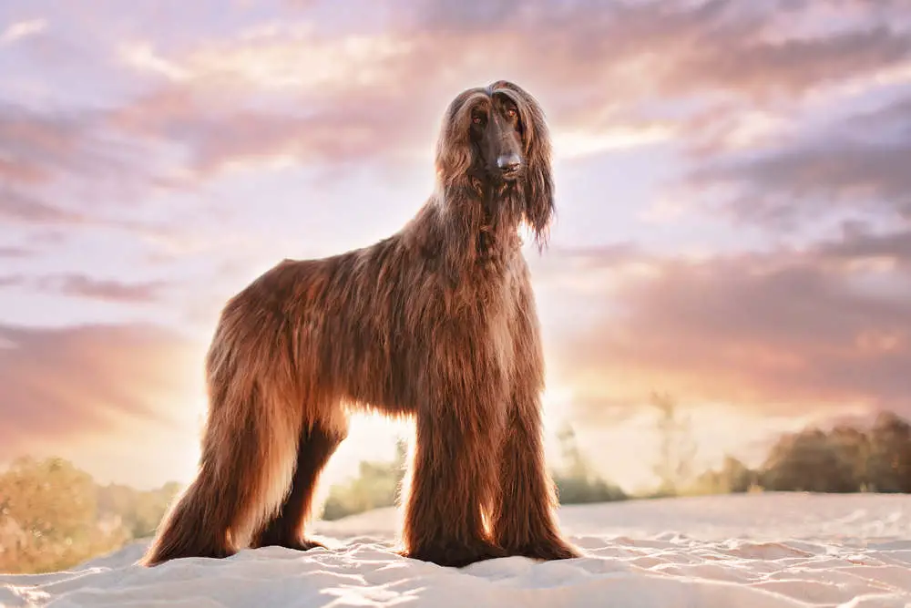 Afghan Hound at sunset