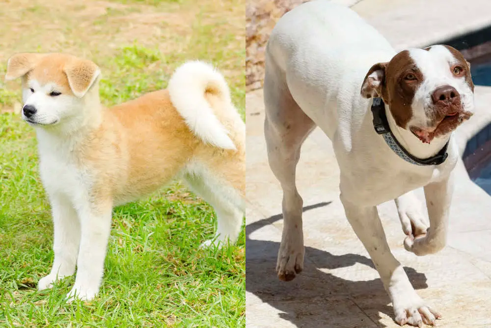 Akita and Pitbull side by side