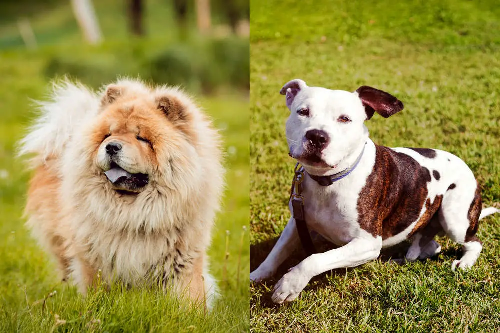 Chow Chow and Pitbull side by side