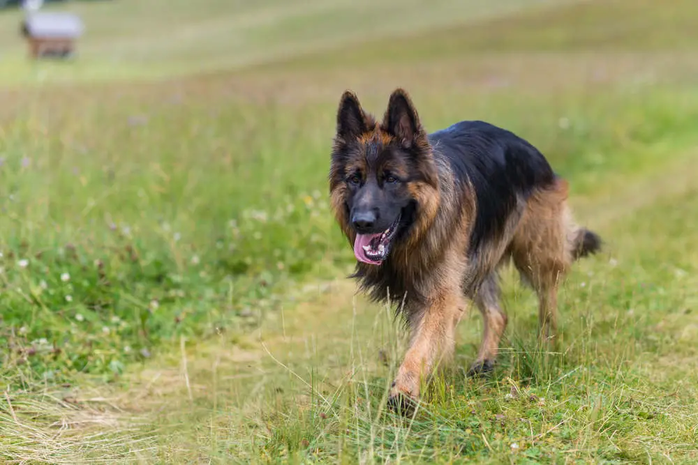 German Shepherd walking outside