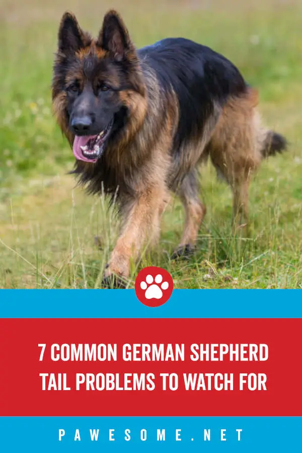 7 Common German Shepherd Tail Problems & What You Can Do