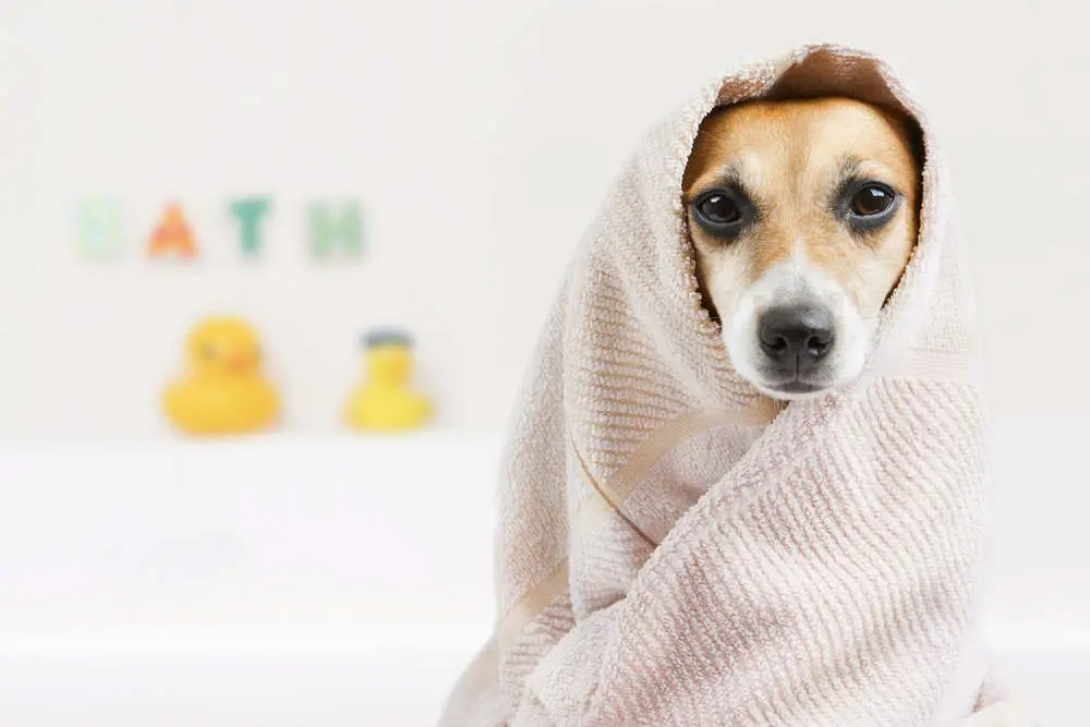 Jack Russell after getting a bath