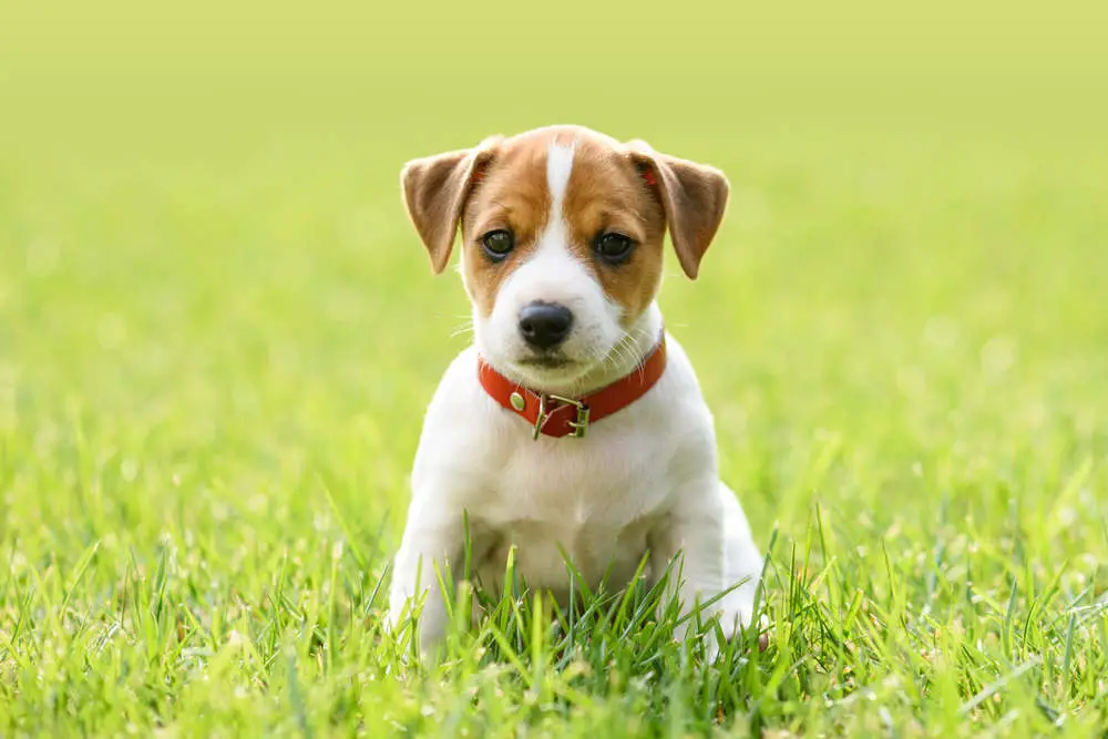 Jack Russell puppy in grass