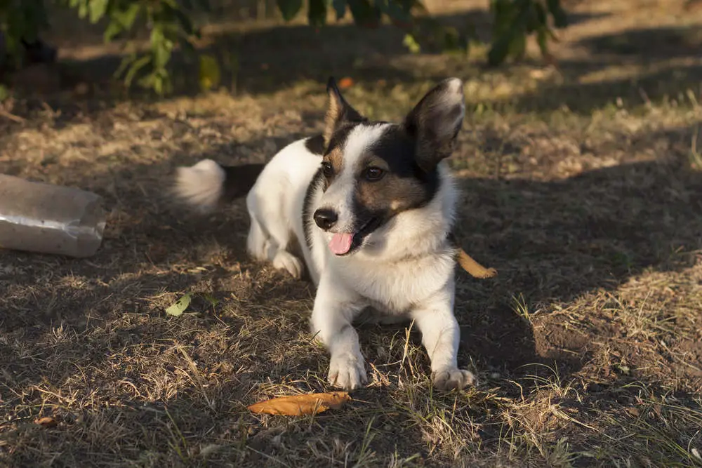 Jack Russell Terrier being calm