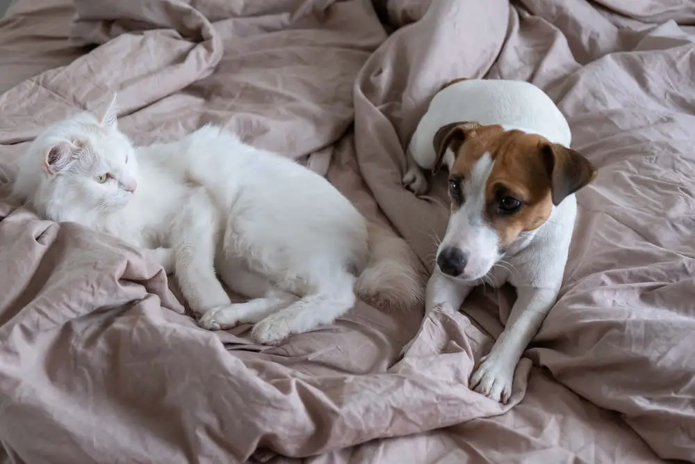Jack Russell with cat on bed