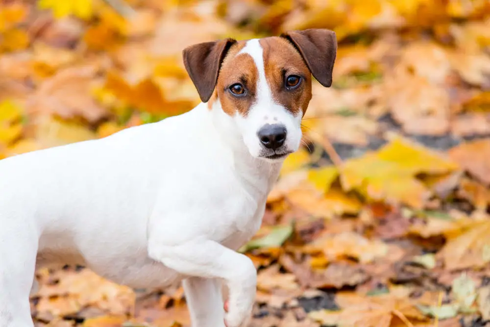 Jack Russell Terrier in park