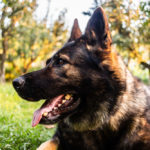 King Shepherd vs German Shepherd: Differences and What’s Best for You