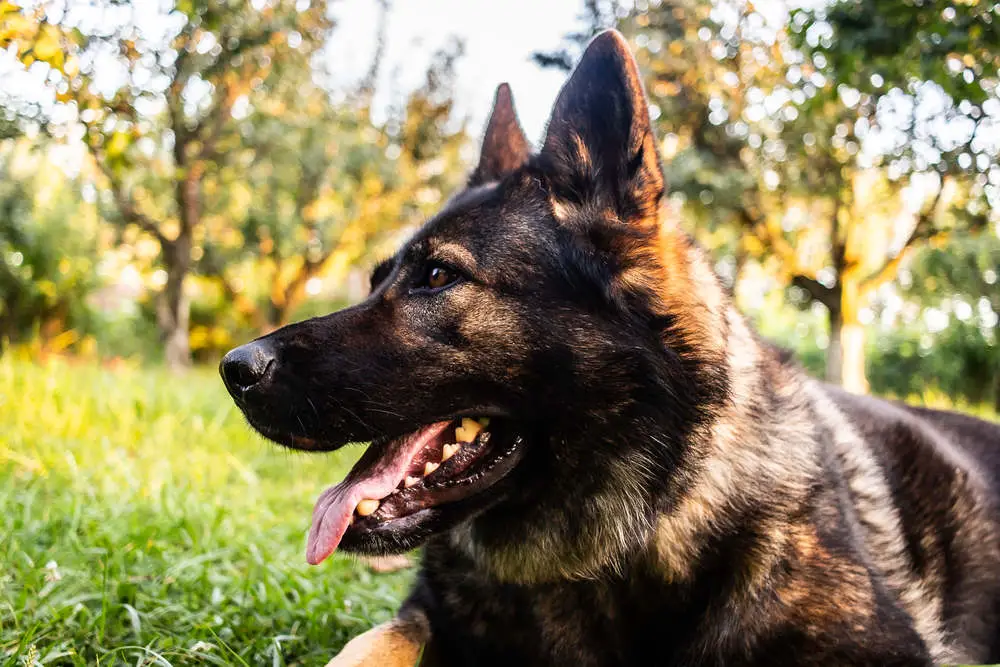 King Shepherd at the park