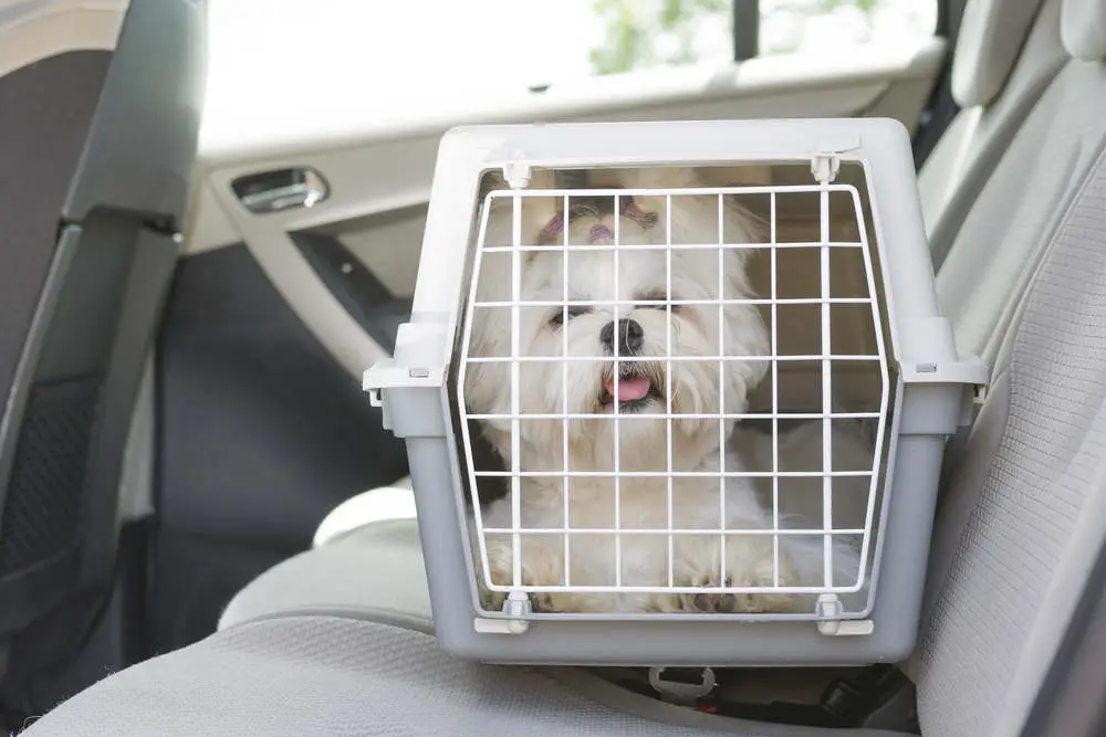 Maltese in dog crate in car