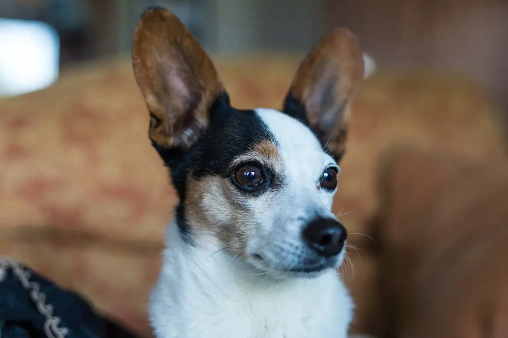 Papillion Jack Russell mix