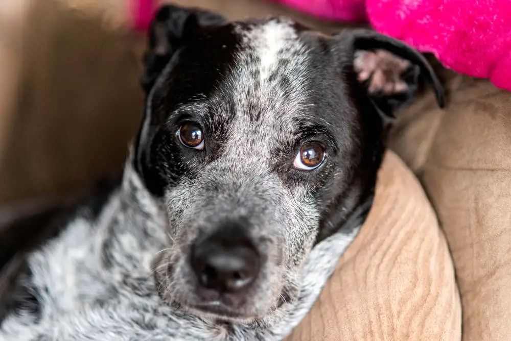 Pit Heeler face closeup