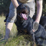 Best Brush for Rottweilers: Types and Top 5 Picks
