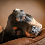 Are Rottweilers Hypoallergenic?