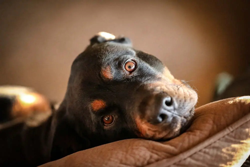 Rottweiler on couch