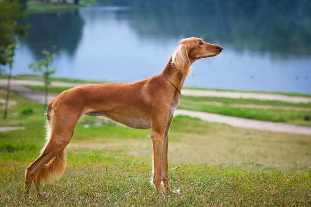 Saluki at the park