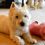 5 of the Best Toys for Westies