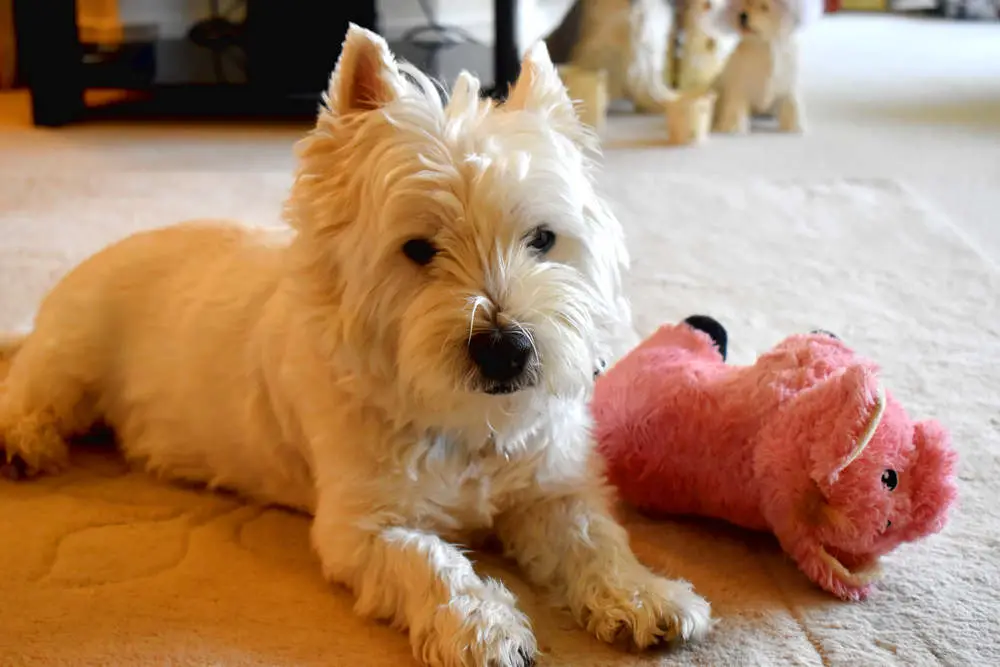 Westie playing with toy