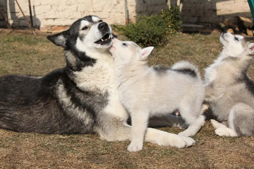 Alaskan Malamute with puppies