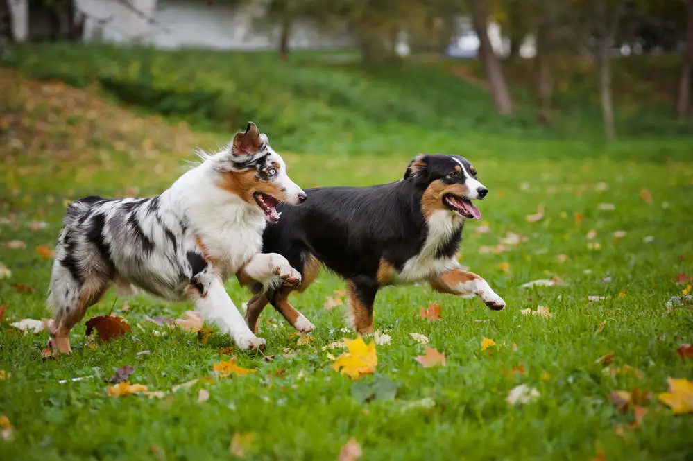 Australian Shepherds playing together