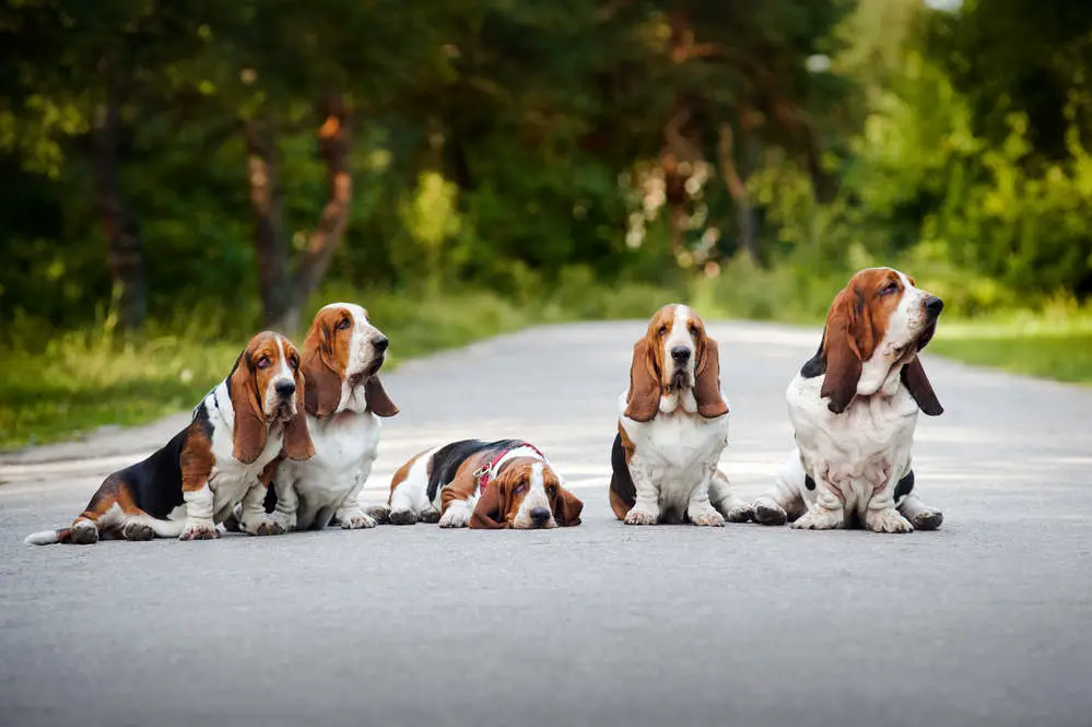 Group of Basset Hounds on road