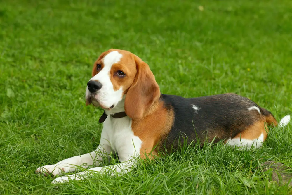 Beagle sitting in grass