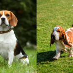 Beagle vs Basset Hound: What’s the Difference?