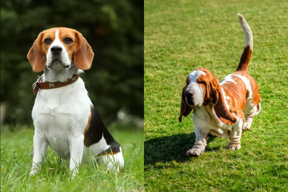 Beagle vs Basset Hound