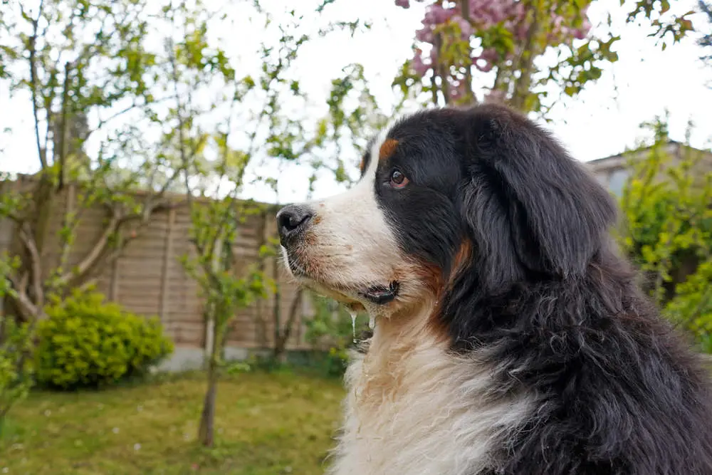 Bernese Mountain Dog drooling