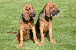 Bloodhound buddies hanging out