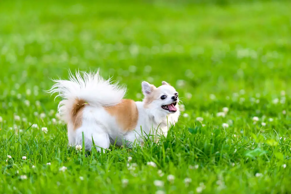 Happy Chihuahua in meadow