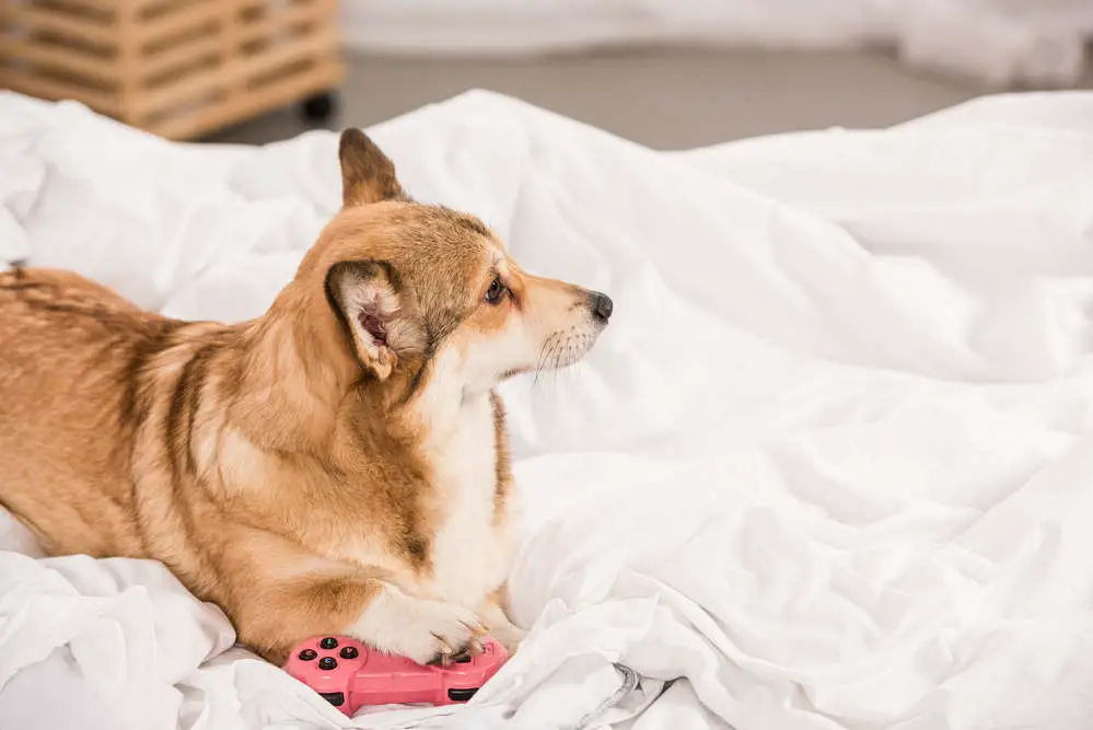 Corgi scratching the bed sheets