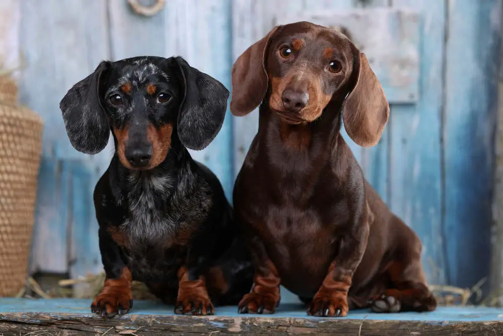 Dachshund portrait