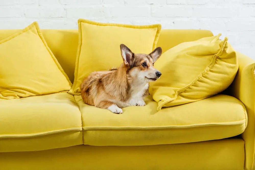 Dog getting ready to bury head in the couch