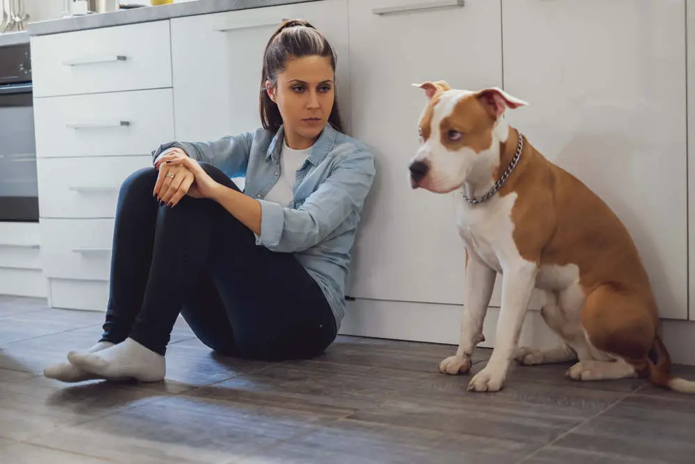 Dog in trouble after scratching the floor