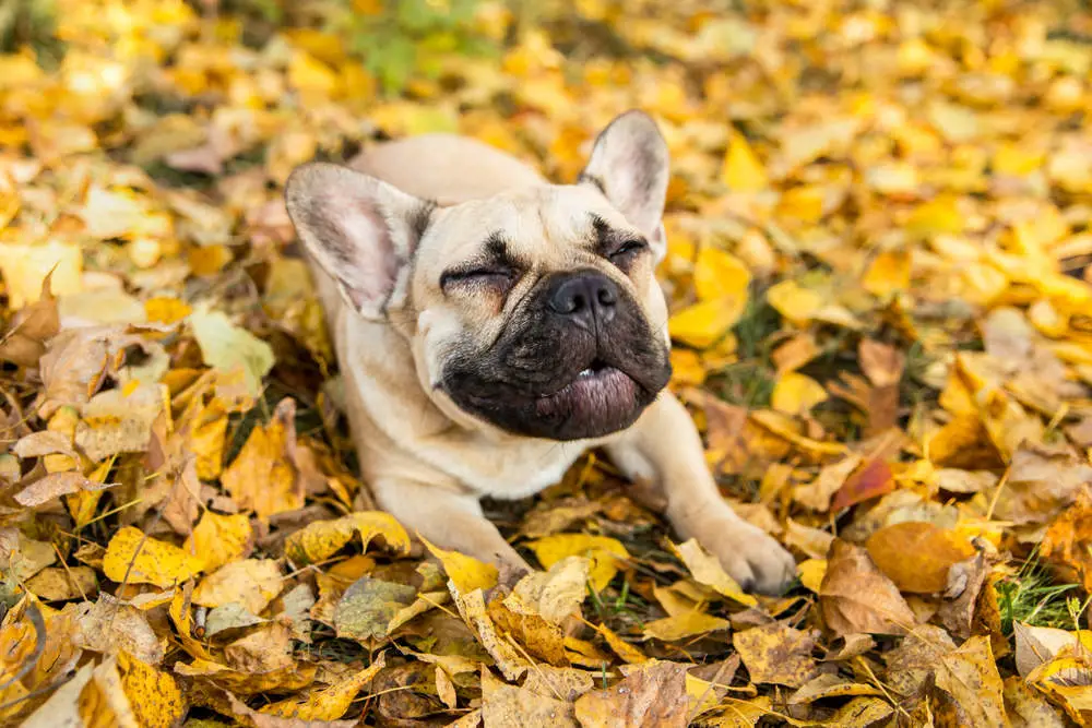 Dog mid sneeze in leaves