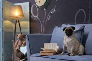 Dog sitting on sofa next to lamp