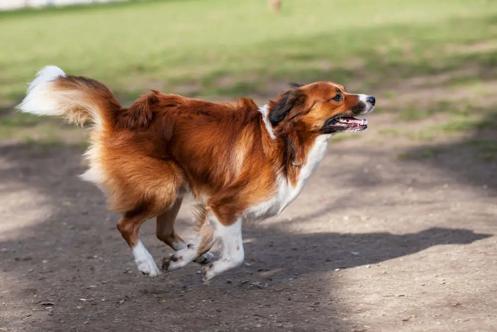 Dog spinning in circles