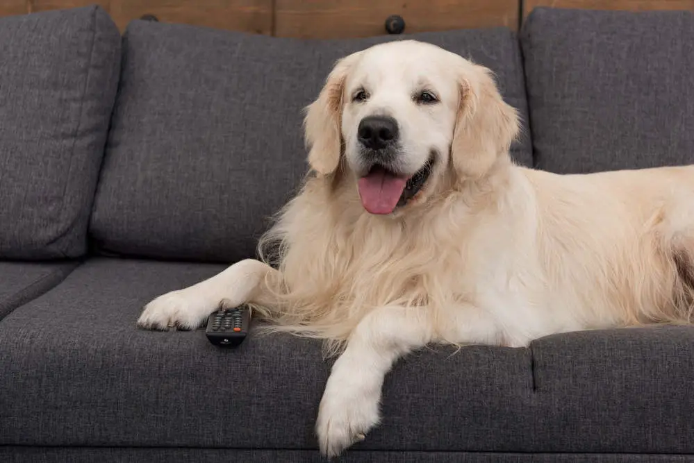 Dog watching TV on couch